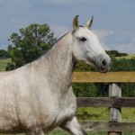 Nanny Interagro/Interagro Lusitanos