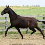 Navalha Interagro/Interagro Lusitanos