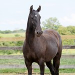 Navalha Interagro/Interagro Lusitanos