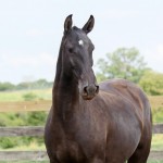 Navalha Interagro/Interagro Lusitanos