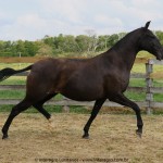 Navalha Interagro/Interagro Lusitanos