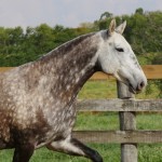 Nevada Interagro/Interagro Lusitanos