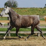 Nevada Interagro/Interagro Lusitanos