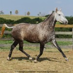 Nevada Interagro/Interagro Lusitanos