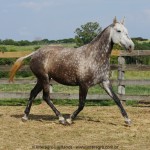 Nevada Interagro/Interagro Lusitanos