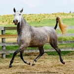 Nevasca Interagro/Interagro Lusitanos