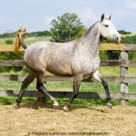 Nevasca Interagro/Interagro Lusitanos