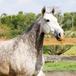 Nevasca Interagro/Interagro Lusitanos