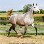 Nevasca Interagro/Interagro Lusitanos