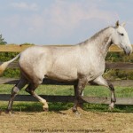 Niagara Interagro/Interagro Lusitanos