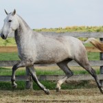 Niagara Interagro/Interagro Lusitanos
