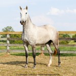 Niagara Interagro/Interagro Lusitanos