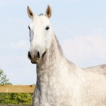 Niagara Interagro/Interagro Lusitanos