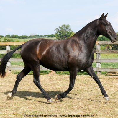 Madrigal Interagro, black Lusitano broodmare/Interagro Lusitanos