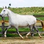 Newsletter Interagro/Interagro Lusitanos