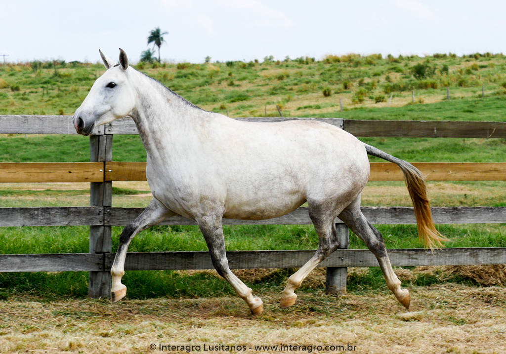 Newsletter Interagro/Interagro Lusitanos