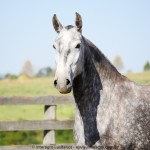 Obediente Interagro/Interagro Lusitanos