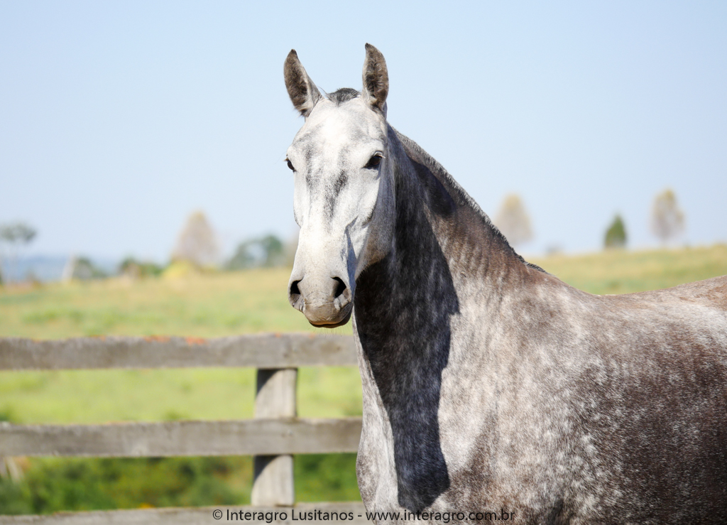 Obediente Interagro/Interagro Lusitanos