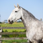 Ocrisia Interagro/Interagro Lusitanos