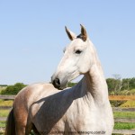 Opulenta II Interagro/Interagro Lusitanos