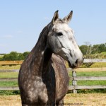 Ostentosa Interagro/Interagro Lusitanos