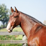 Ousadia Interagro/Interagro Lusitanos