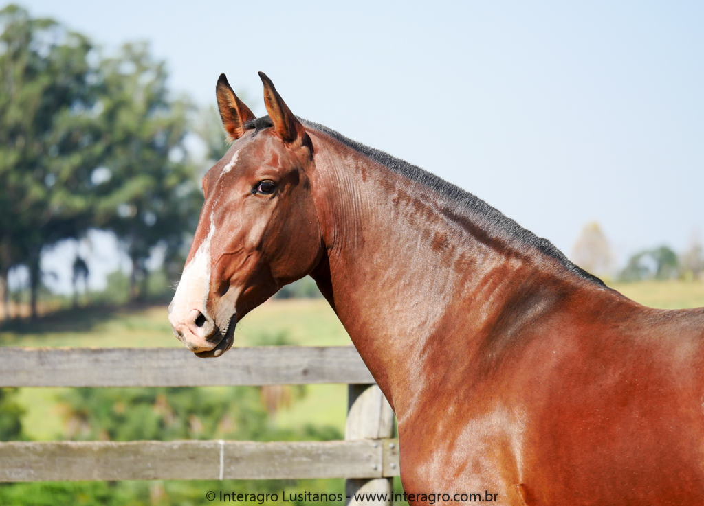 Ousadia Interagro/Interagro Lusitanos