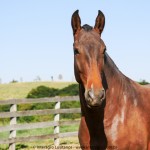 Oxalá Interagro/Interagro Lusitanos