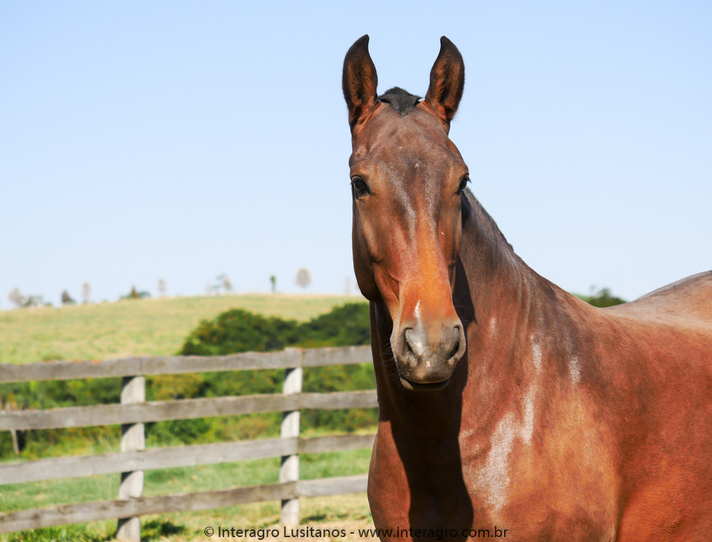 Oxalá Interagro/Interagro Lusitanos