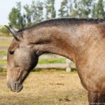 Passionária Interagro/Interagro Lusitanos