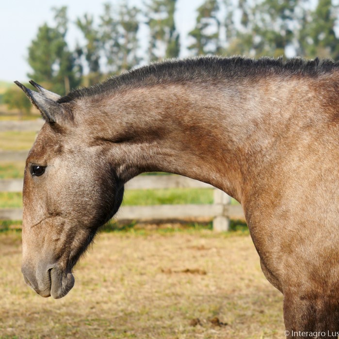 Passionária Interagro/Interagro Lusitanos