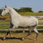 Pepa Interagro/Interagro Lusitanos