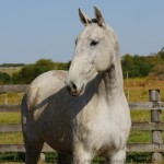 Pepa Interagro/Interagro Lusitanos