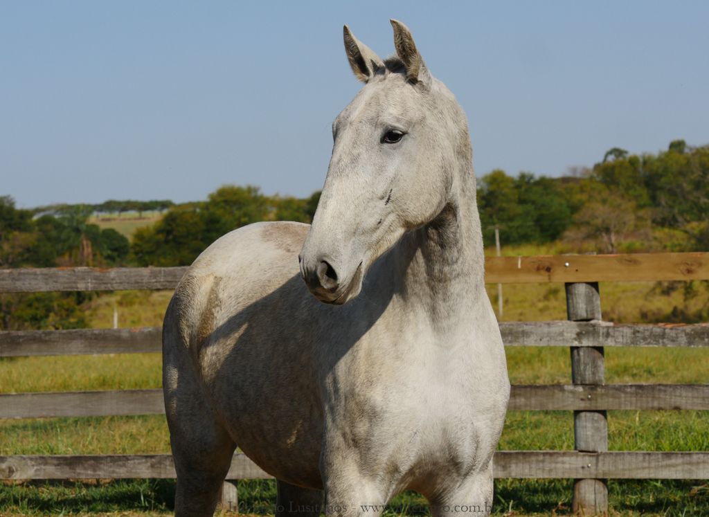 Pepa Interagro/Interagro Lusitanos