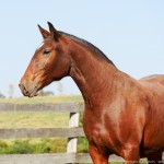 Poderosa Interagro/Interagro Lusitanos