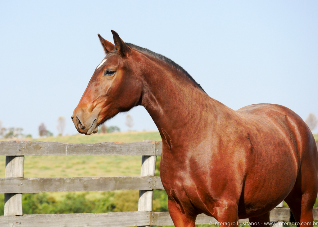 Poderosa Interagro/Interagro Lusitanos