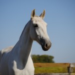 Poesia Interagro/Interagro Lusitanos