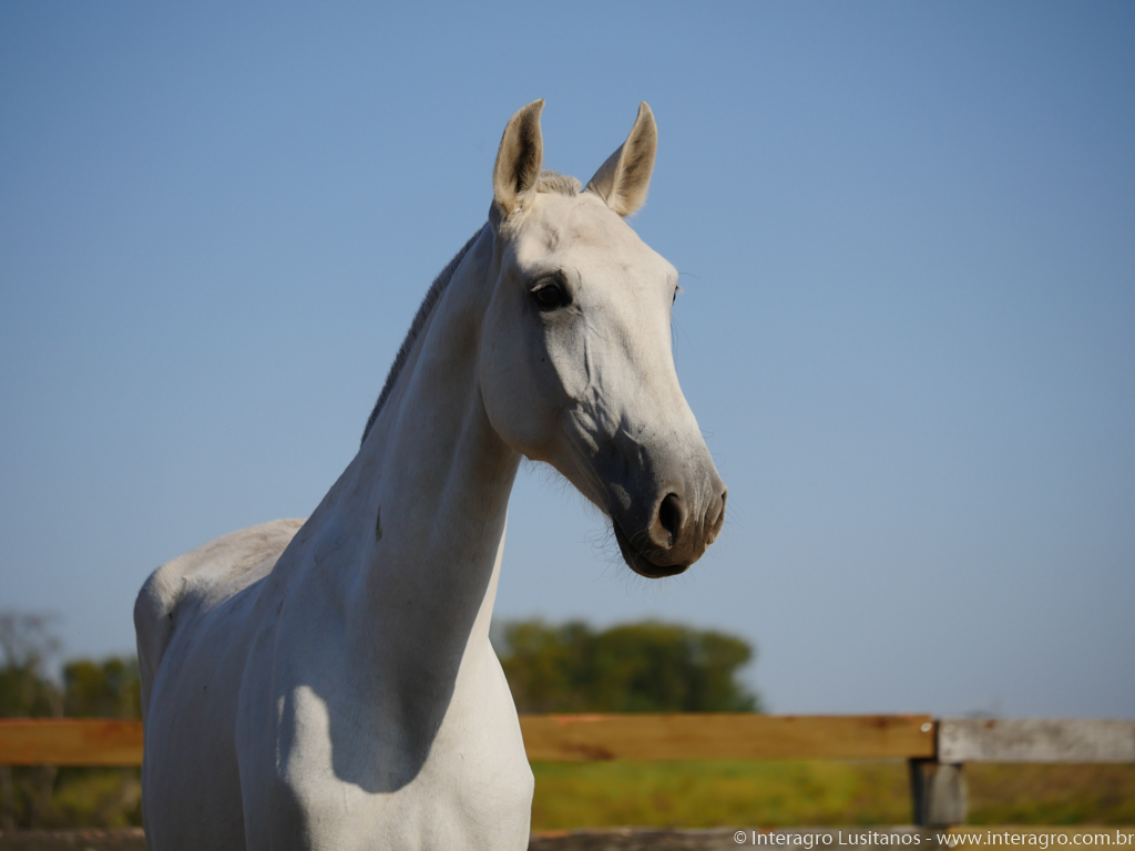 Poesia Interagro/Interagro Lusitanos