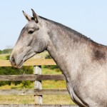 Pompadour Interagro/Interagro Lusitanos