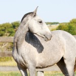 Predileta Interagro/Interagro Lusitanos