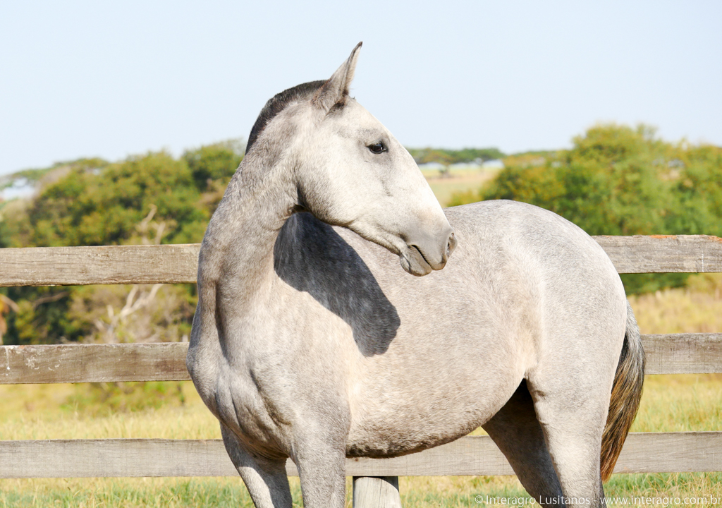 Predileta Interagro/Interagro Lusitanos