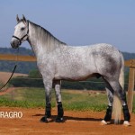 Quarteto Interagro, Purebred Lusitano grey gelding for sale. Photo: TUPA