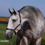 Quarteto Interagro, Purebred Lusitano grey gelding for sale. Photo: TUPA