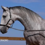 Quarteto Interagro, Purebred Lusitano grey gelding for sale. Photo: TUPA