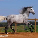 Quarteto Interagro, Purebred Lusitano grey gelding for sale. Photo: TUPA