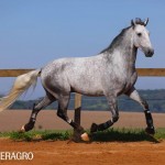 Quarteto Interagro, Purebred Lusitano grey gelding for sale. Photo: TUPA
