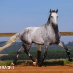 Quarteto Interagro, Purebred Lusitano grey gelding for sale. Photo: TUPA