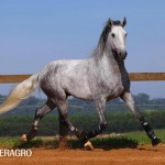Quarteto Interagro, Purebred Lusitano grey gelding for sale. Photo: TUPA