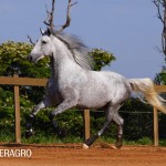 Quarteto Interagro, Purebred Lusitano grey gelding for sale. Photo: TUPA