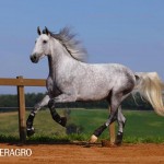 Quarteto Interagro, Purebred Lusitano grey gelding for sale. Photo: TUPA